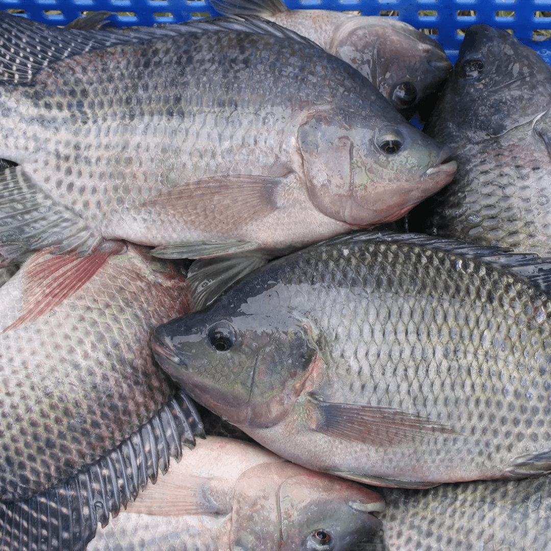 Tilapia/তেলাপিয়া মাছ