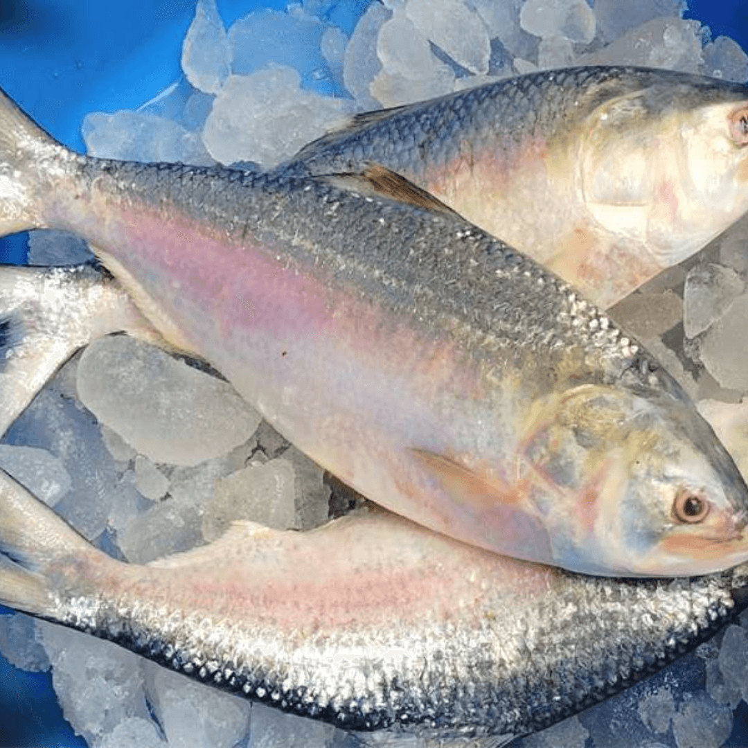 Hilsa/ইলিশ মাছ