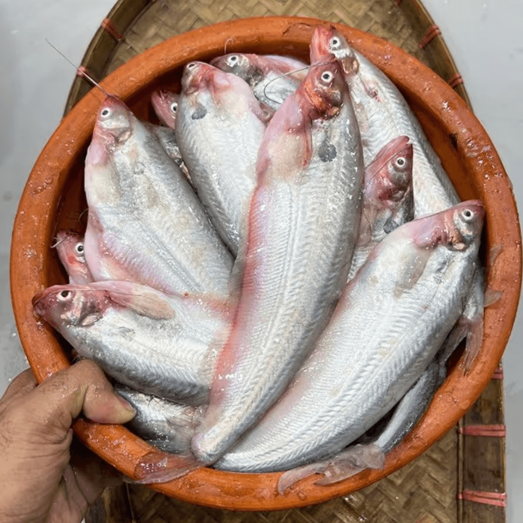 Pabda/পাবদা মাছ