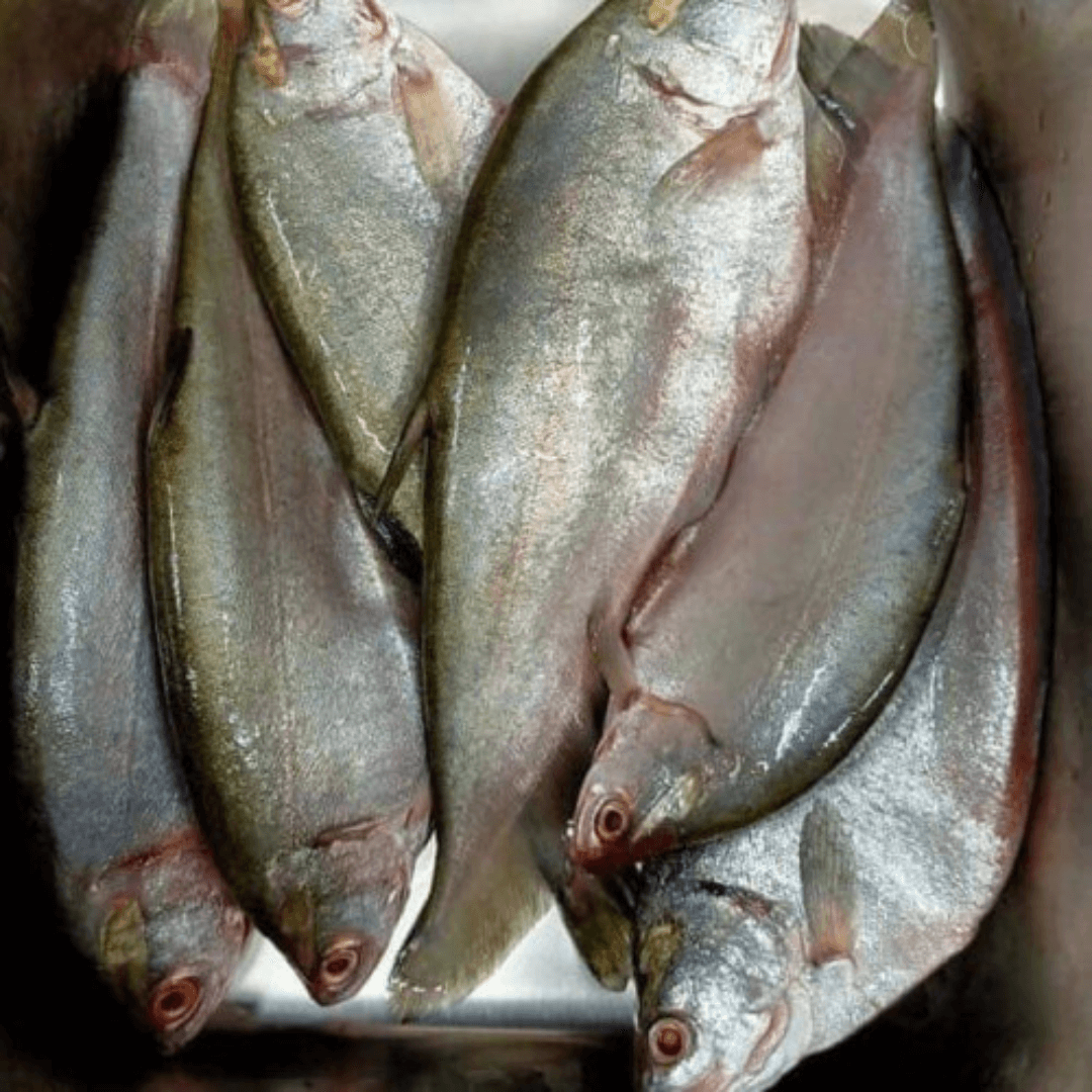 Kangla Fish/কাংলা মাছ