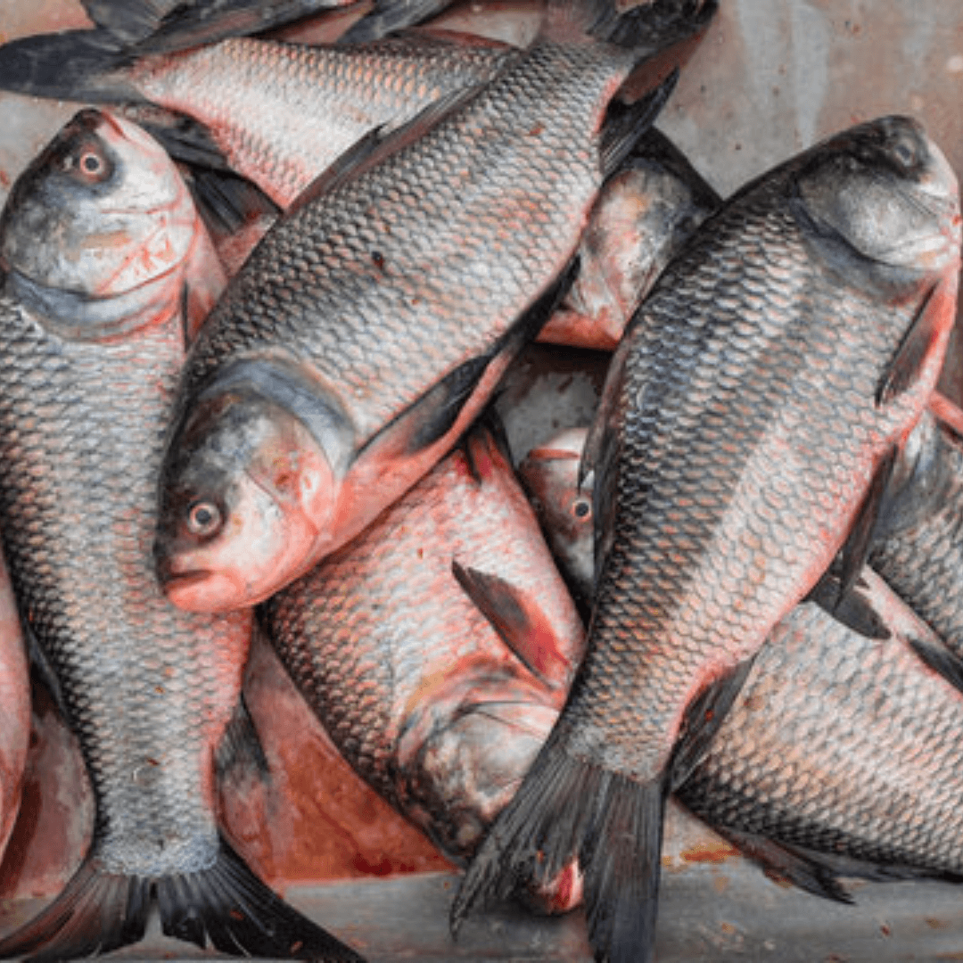 Catla/বাউশ মাছ