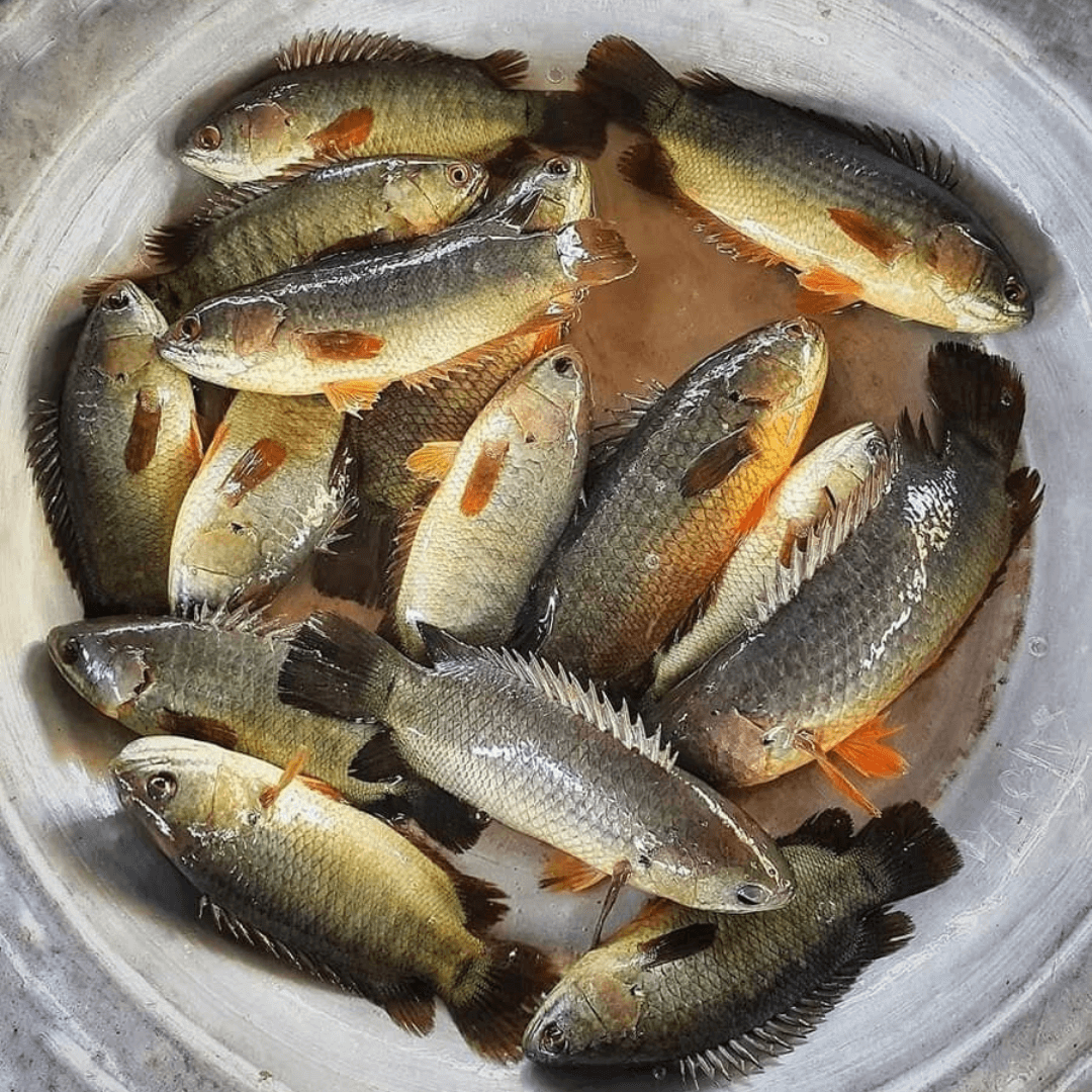  Koi/কই মাছ