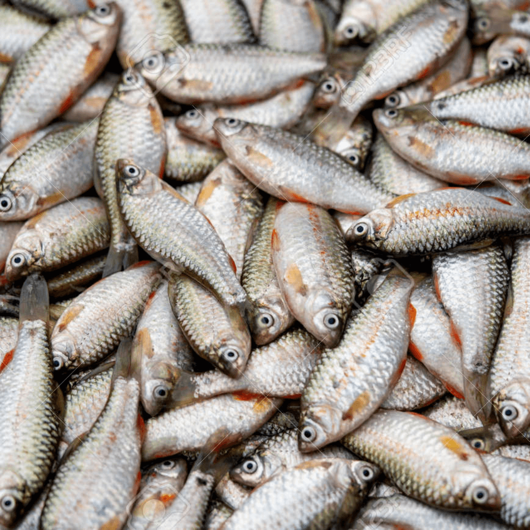 Futi/পুঁটি মাছ