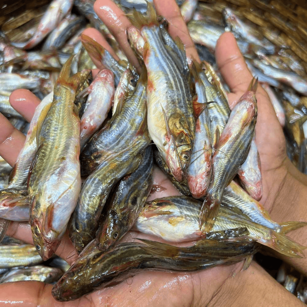 Tengra/টেংরা মাছ
