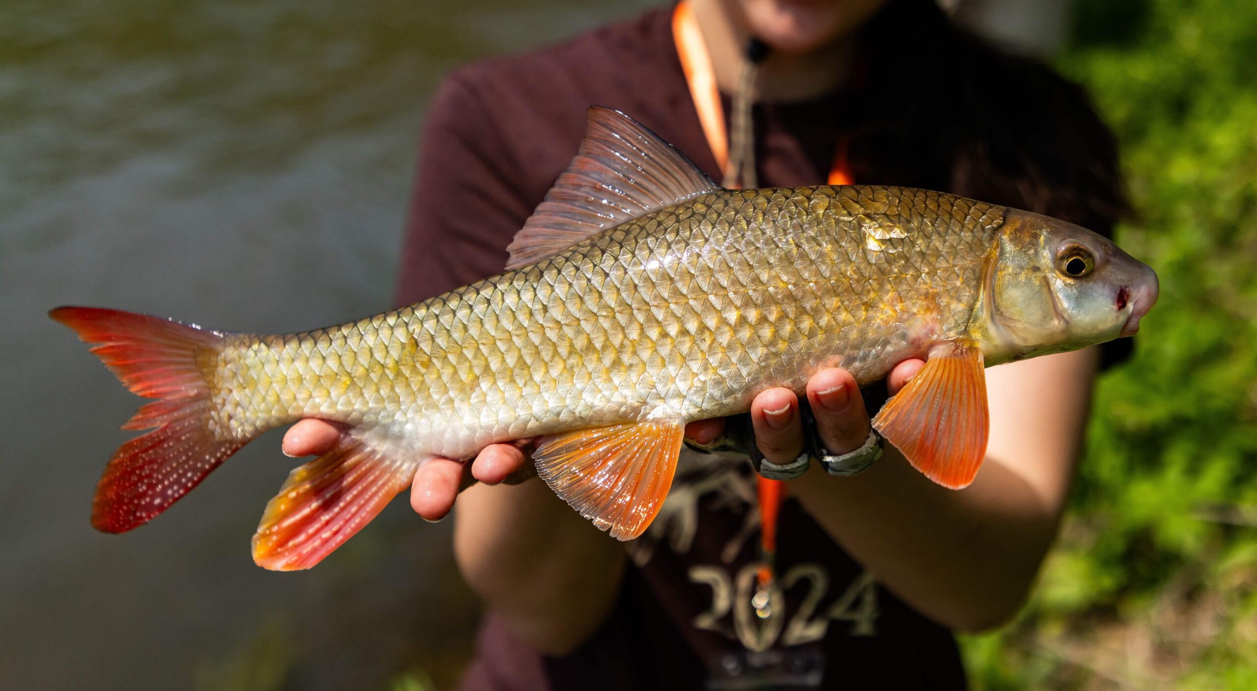 Rough fish / রুই মাছ